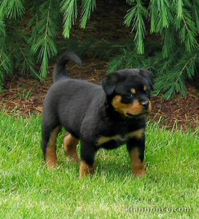 Choit rottweiler a vendre