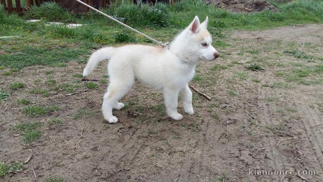 A donner contre bon soins deux chiot husky sibérien 