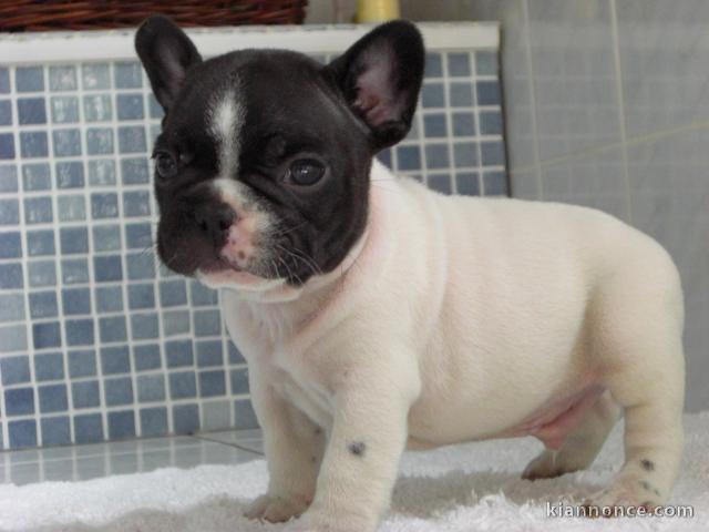  Donn chiot type bouledogue français male