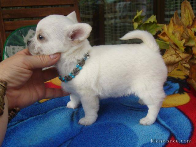 magnifique chiot chiuahua a donne