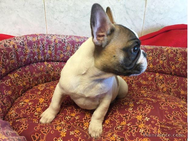 Adorable mâle bouledogue français caille fauve Lof