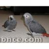 donne urgent couple gris du Gabon