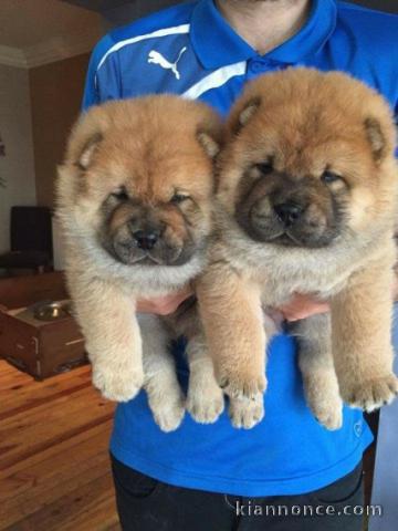 mignon chiot chow chow