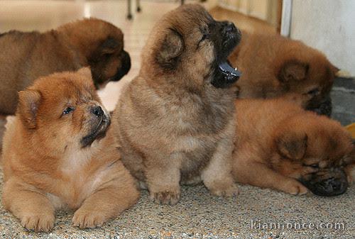 5 chiots Chow Chow a donner pour adoption 