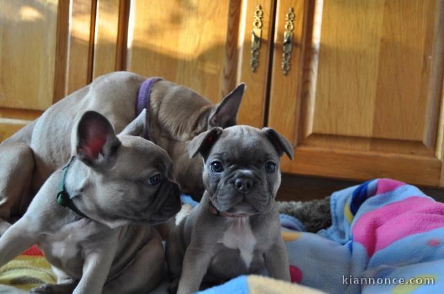 chiots bouldogues français a donner pour adoption