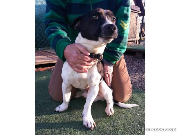 Chiot mâle jack russel lof noir et blanc