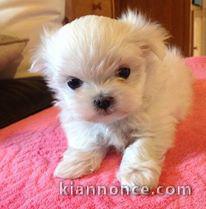 A DONNER Chiot type Bichon-maltais