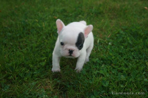 A donner chiot Bouledogue français femelle non lof