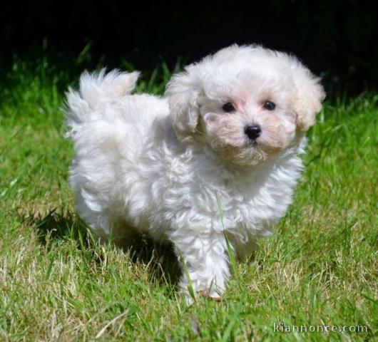 Adorable femelle  Chiot Caniche  A DONNER