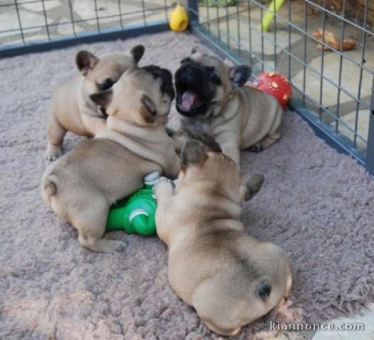 chiots bouledogues français