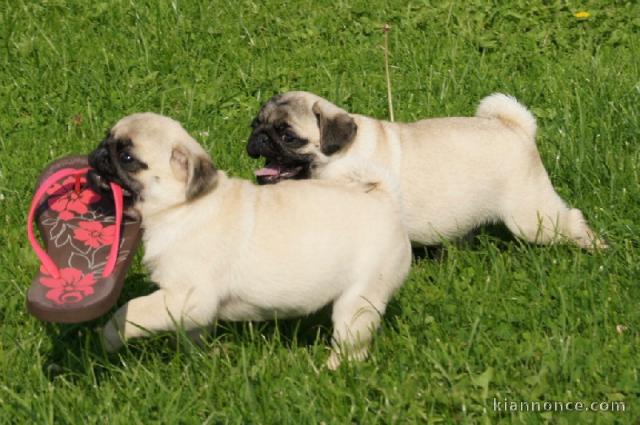 chiots 5 femelles et 3 carlin lof disponible