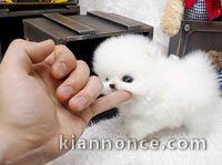 Superbe chiot de pure race Spitz allemand à donner