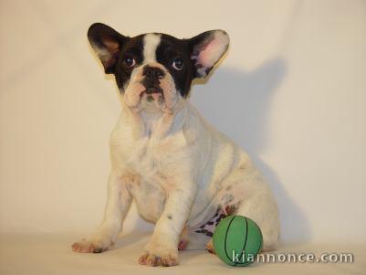 Bouledogue français caille blanc et noir Lof