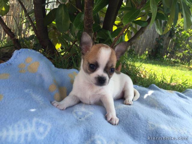   Jolie chiot type chihuahua femelle 3 mois
