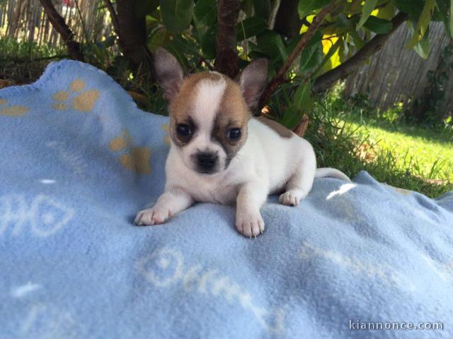   Jolie chiot type chihuahua femelle 3 mois