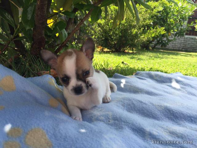   Jolie chiot type chihuahua femelle 3 mois