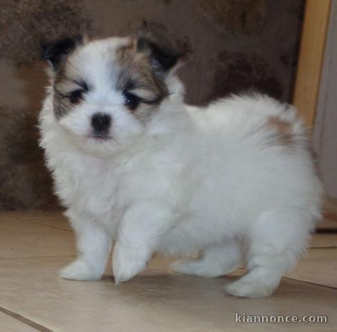 Don Chiot croisée bichon - spitz pomeranien femelle