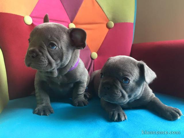  DONNE MAGNIGIQUE CHIOTS BOULEDOGUE FRANCAIS BLEU 