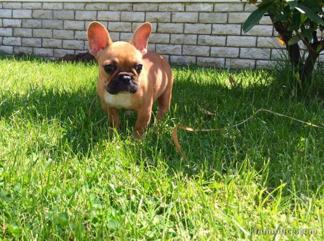 Donne contre bon soin adorable chiot femelle bouledogue français