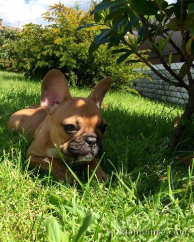 Donne contre bon soin adorable femelle bouledogue français