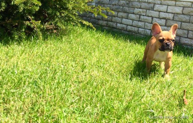  chiot femelle bouledogue français à donner