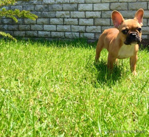  Don chiot femelle bouledogue français