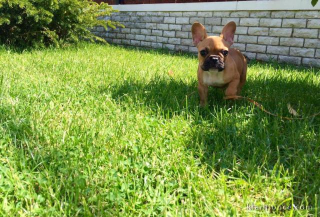 Don adorable chiot femelle bouledogue français