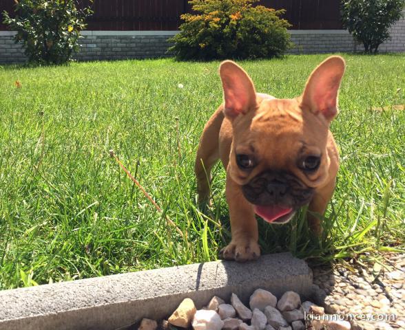  chiot  bouledogue français à donner