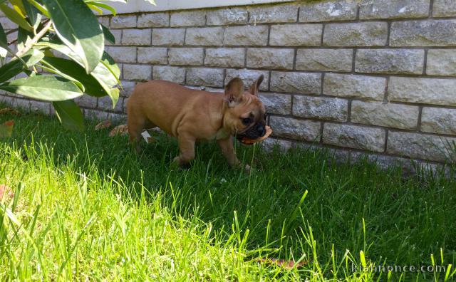  je donne chiot femelle bouledogue français