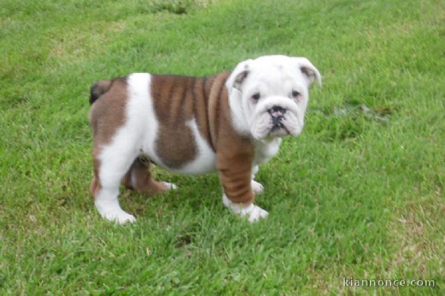 chiot Bulldog Anglais LOF 