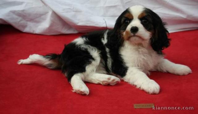 Chiots Cavalier King Charles 