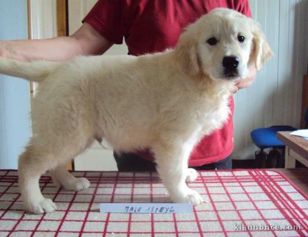 chiots  Golden retriever 