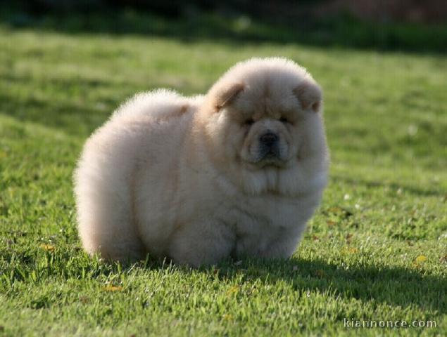 Magnifiques chiots chow chow 