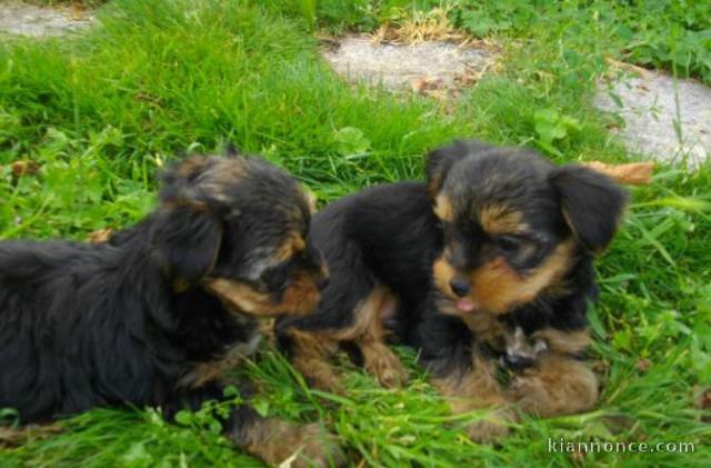 Magnifique bébés Yorkshire Toy inscrit au LoF