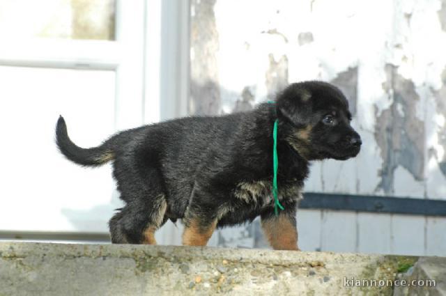 chiots Berger allemand 