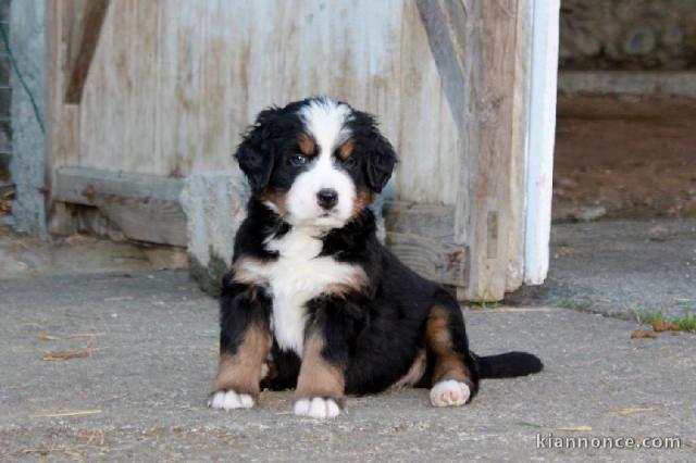 magnifiques chiots bouvier bernois