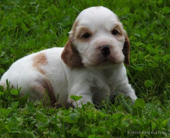 chiots cocker anglais