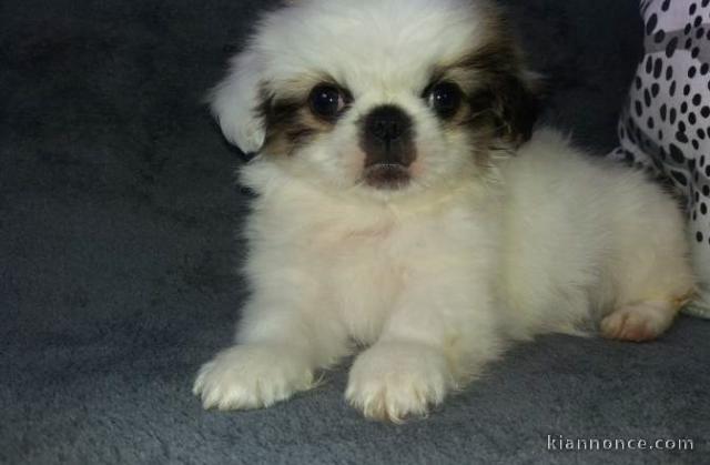 Magnifique chiot pekinois lof