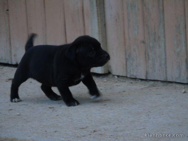 Chiots Staffordshire Bull Terrier a donner