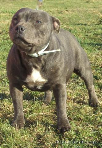 Chiots Staffordshire Bull Terrier a donner