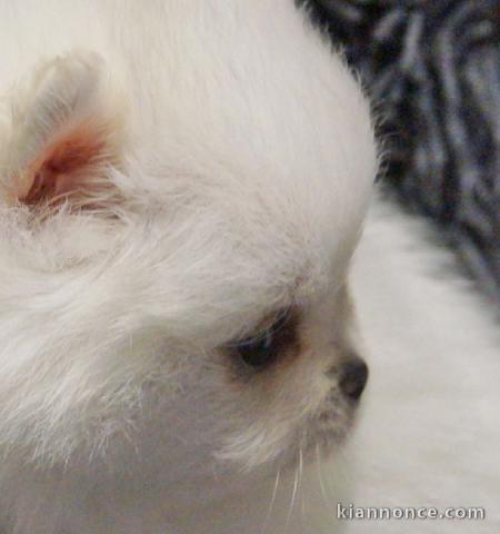 Chiot spitz allemand contre bon soin