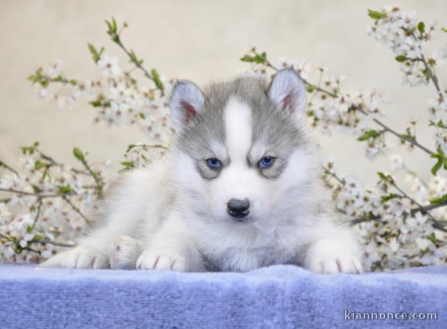 Magnifiques beauté chiots husky non LOF