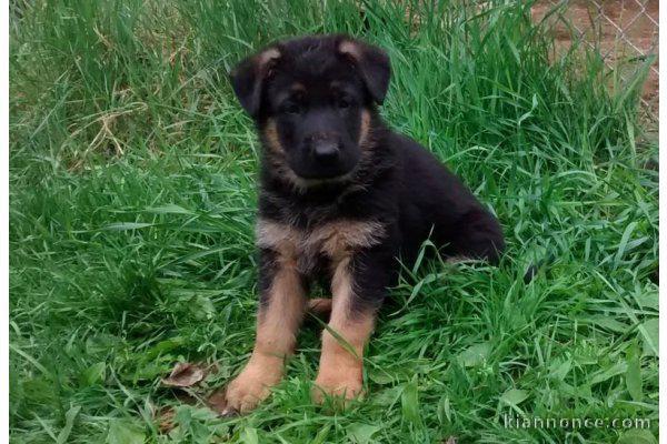 Acheter un chiot Berger Allemand