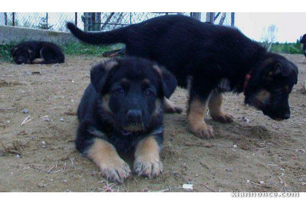 Acheter un chiot Berger Allemand