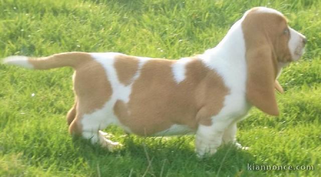 Basset Hound contre bon soin