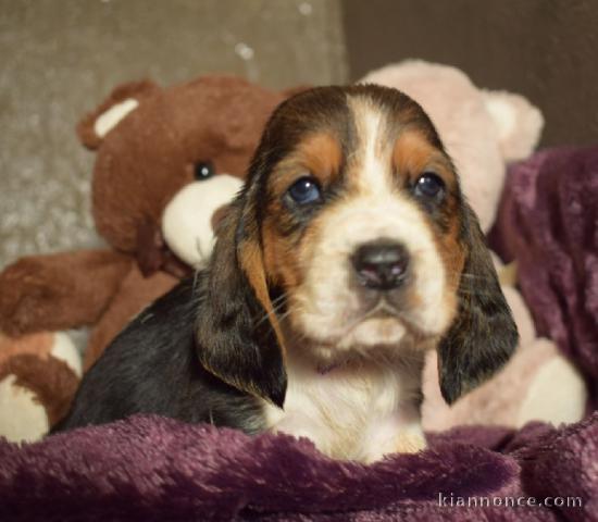 Basset Hound contre bon soin sans soucci