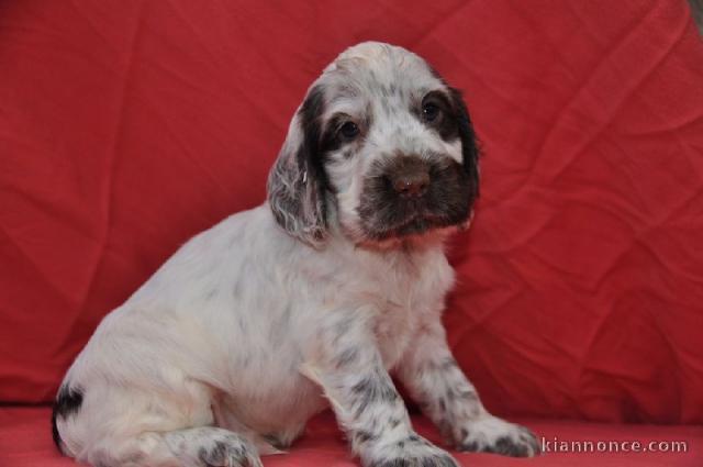 Cocker Spaniel Anglais pour soin