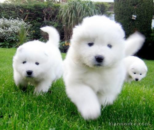 Magnifiques Chiots Samoyède Pure Race Pedigree