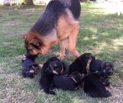 Magnifiques Chiots Berger Allemand Pure Race