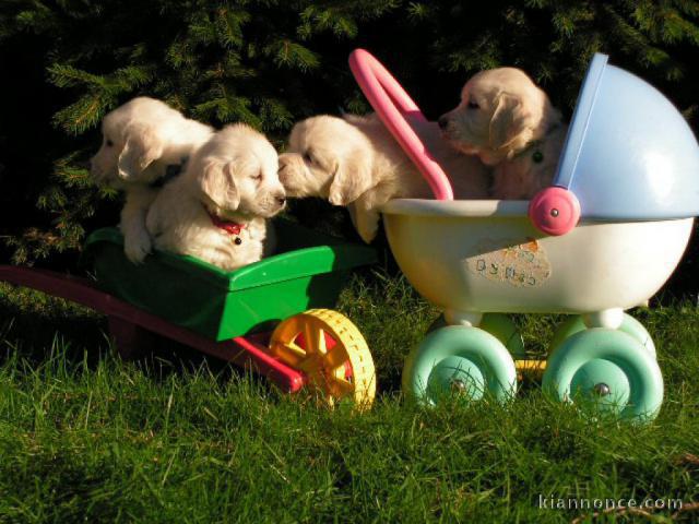 Magnifiques Chiots Golden Retriever Pure Race